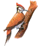 Pajaro Carpintero