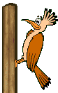 Pajaro Carpintero