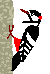 Pajaro Carpintero