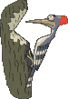 Pajaro Carpintero