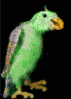 Papagayo