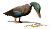 Pato