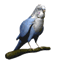 Periquito