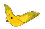 Periquito