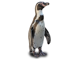 Pingino