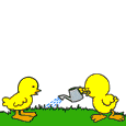 Pollito