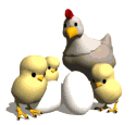 pollitos