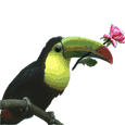 Tucan