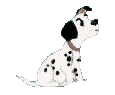 Dalmata