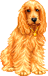 Perro