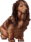 Perro