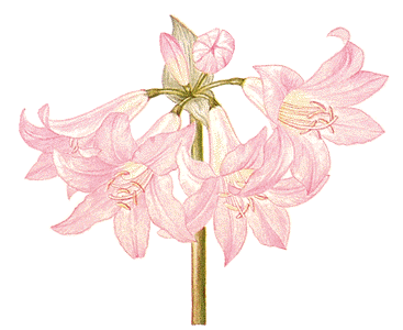 Flor Amaryllis