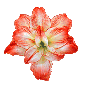 Amaryllis
