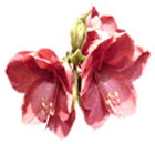 Flor Amaryllis