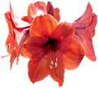 Flor Amaryllis