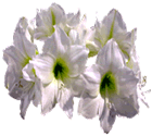 Flor Amaryllis