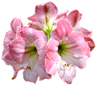 Flor Amaryllis