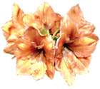 Flor Amaryllis