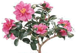 Flor Camelia