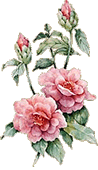 Flor Camelia