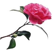 Flor Camelia