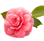Flor Camelia