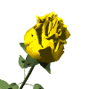 Gif Rosa