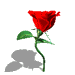 Rosa roja