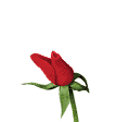 Rosa roja