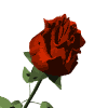 Gif Rosa