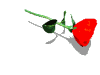 Rosa roja