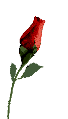 Rosa roja