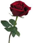 Rosa roja