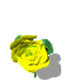 Gif Rosa