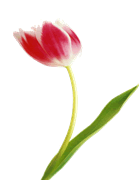 Tulipan