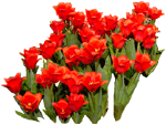 Tulipan