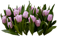 Tulipanes