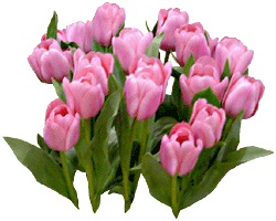 Tulipan