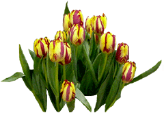 Tulipanes