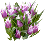 Tulipanes