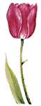 Tulipan