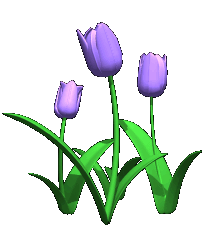 Tulipanes