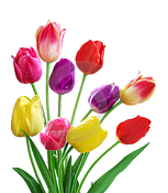 Tulipanes