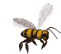 Insecto