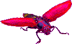 Gif bicho