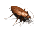 Gif Cucaracha