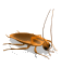 Gif Cucaracha