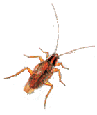 Gif Cucaracha
