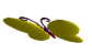 Mariposa